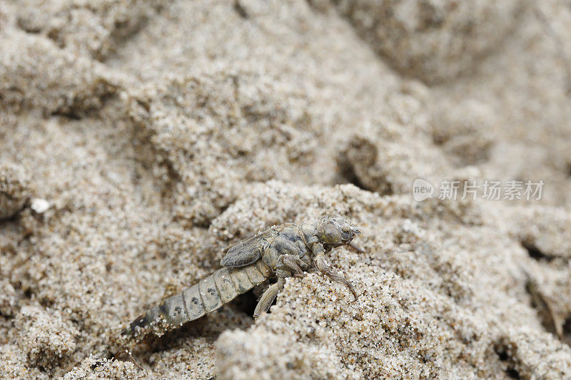 河棒尾蜻蜓(Gomphus flavipes)幼虫